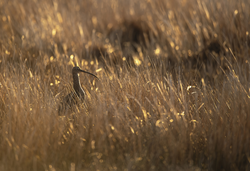 Curlew Rspb Fri Apr 17 Curlews in the Landscape by Andrew Brockbank - Southport ...