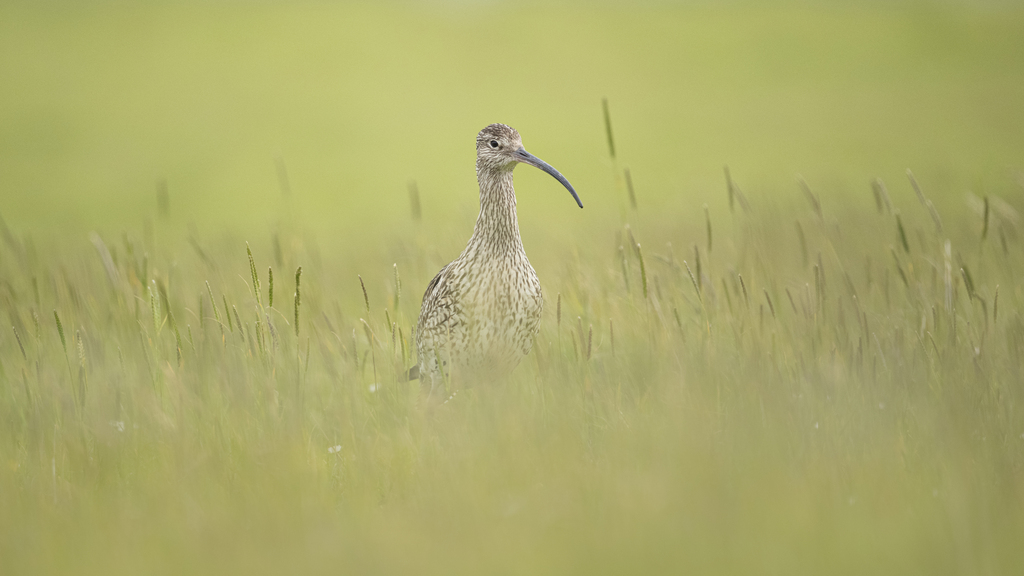 Curlew Rspb Fri Apr 17 Curlews in the Landscape by Andrew Brockbank - Southport ...