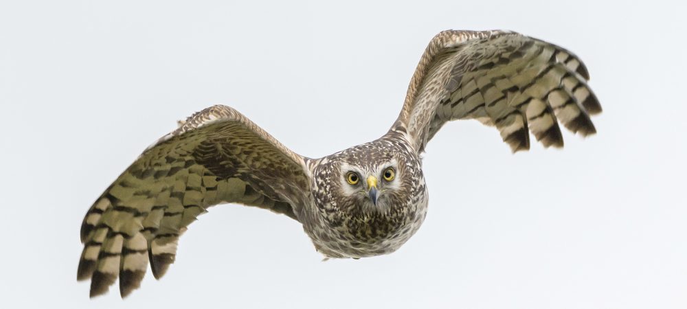 Hen harrier Circus cyaneus, adult female in flight, Forest of Bowland.