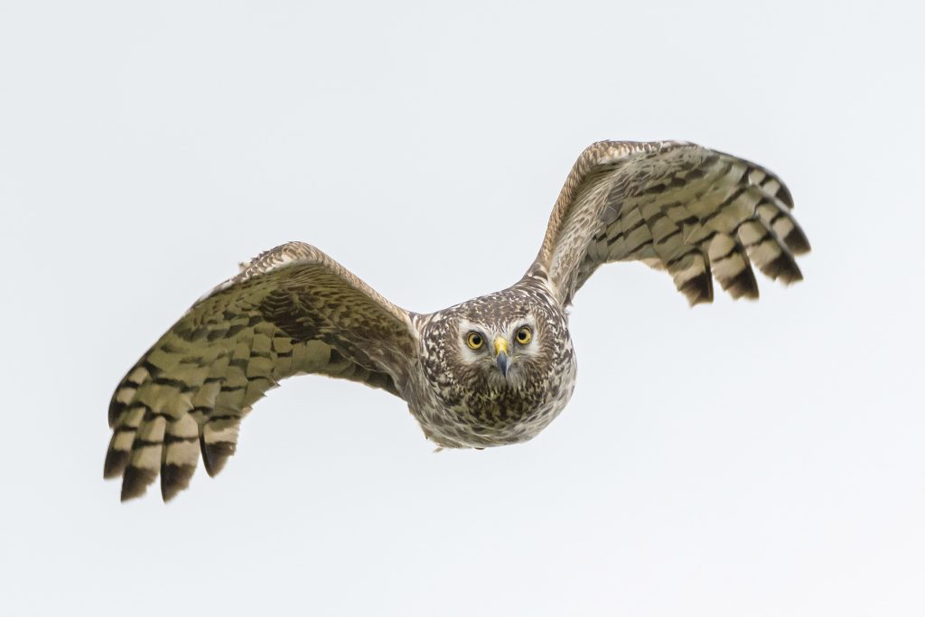 Hen harrier Circus cyaneus, adult female in flight, Forest of Bowland.