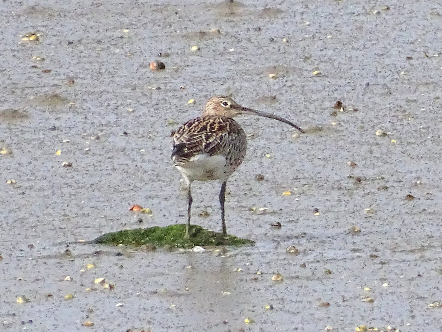 Curlew Rspb Curlew - Winchester Local Group