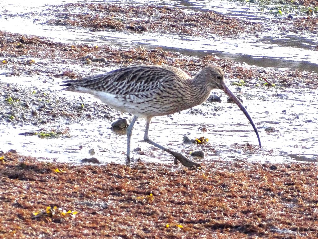 Curlew Rspb November 2023 Walks – A selection of Photos - Winchester Local Group