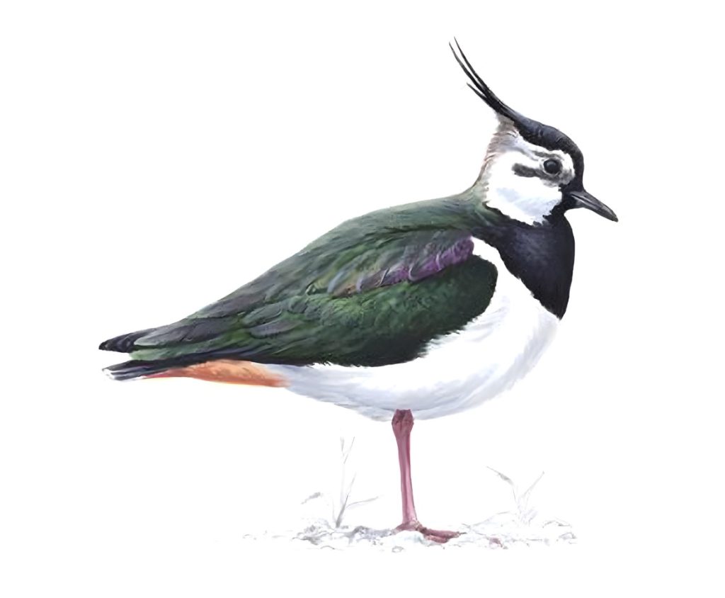 Lapwing